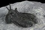 Devil Horned Cyphaspis Walteri Trilobite #125178-1